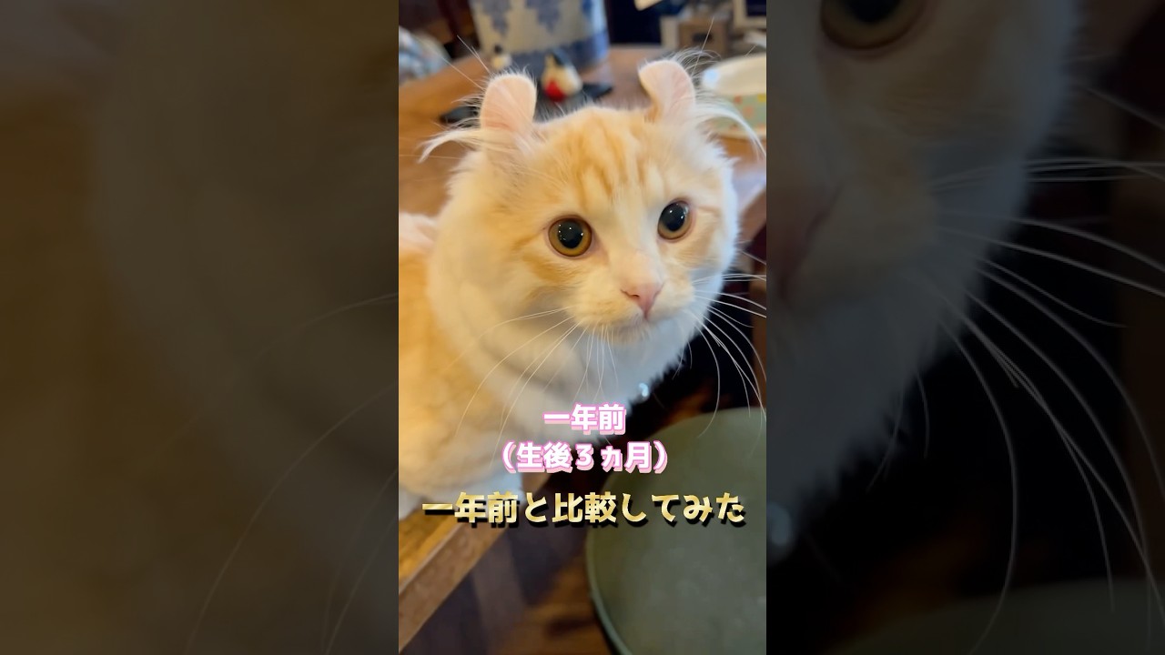 1年前と比較してみた #猫 #キンカロー #マンチカン  #短足部 #cat