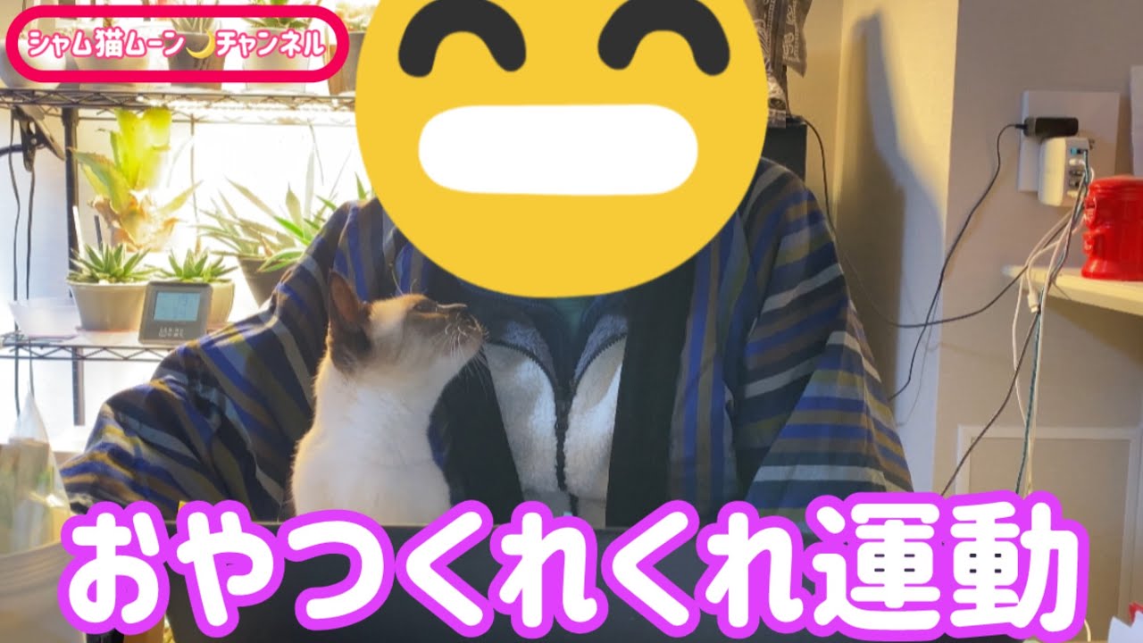 シャム猫ムーン🌙チャンネル・おやつくれくれ運動