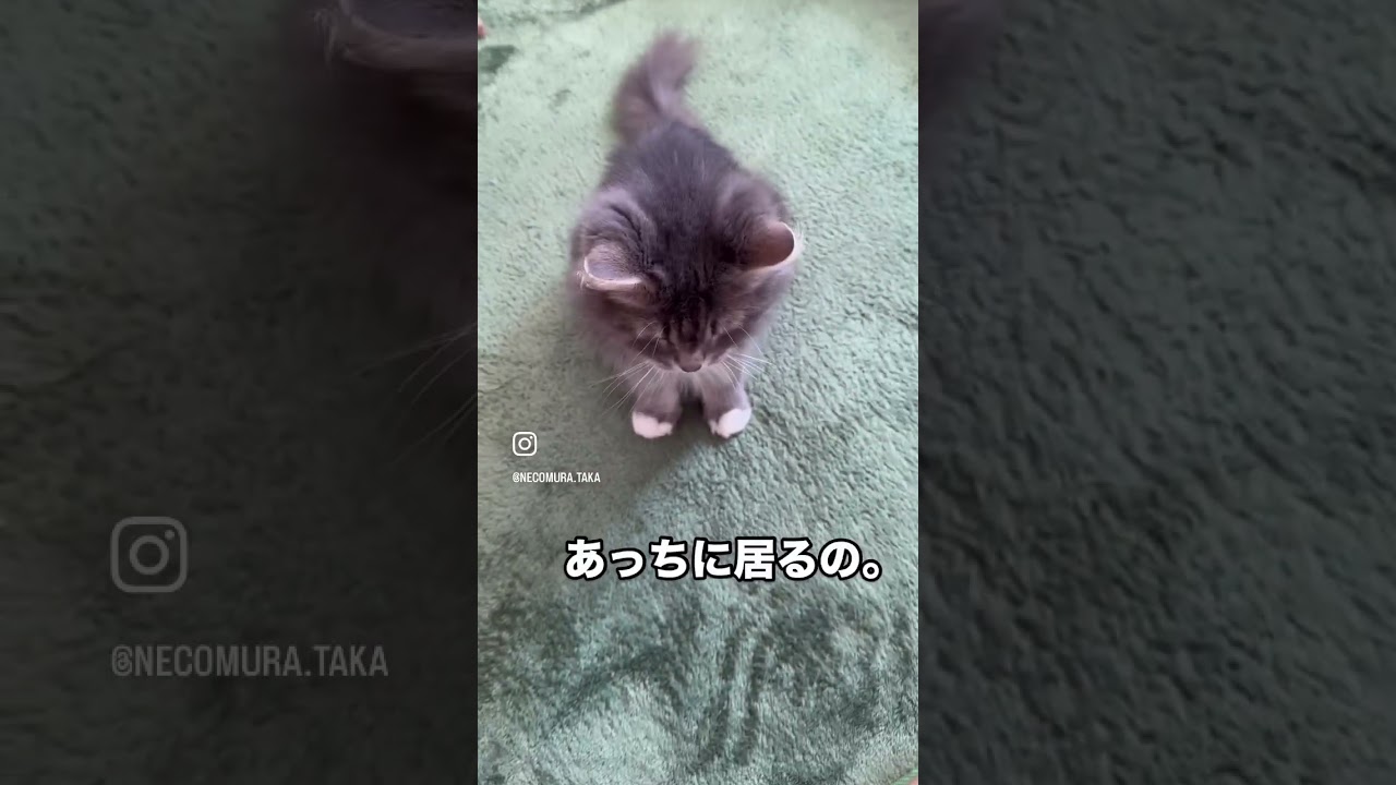 【里親募集中】アッピーちゃん(窓口：埼玉県　草加里親会) #猫と暮らす　#猫のいる暮らし#保護猫　#里親募集　#譲渡会　#草加里親会#ねこ　#cat #長毛　#メインクーン　#サイベリアン　#雑種長毛