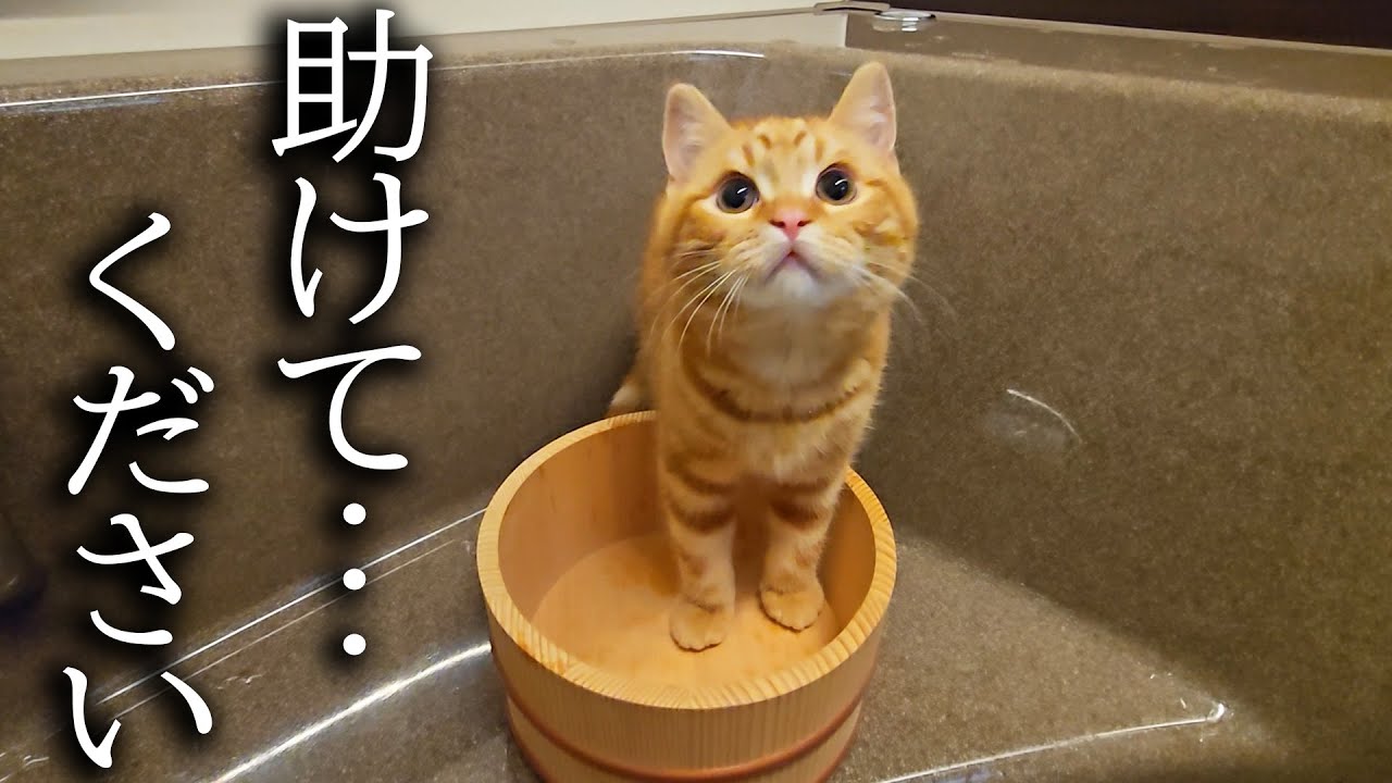 ニャーニャー子猫の泣き声が、急いで駆けつけるとお風呂で助けを...