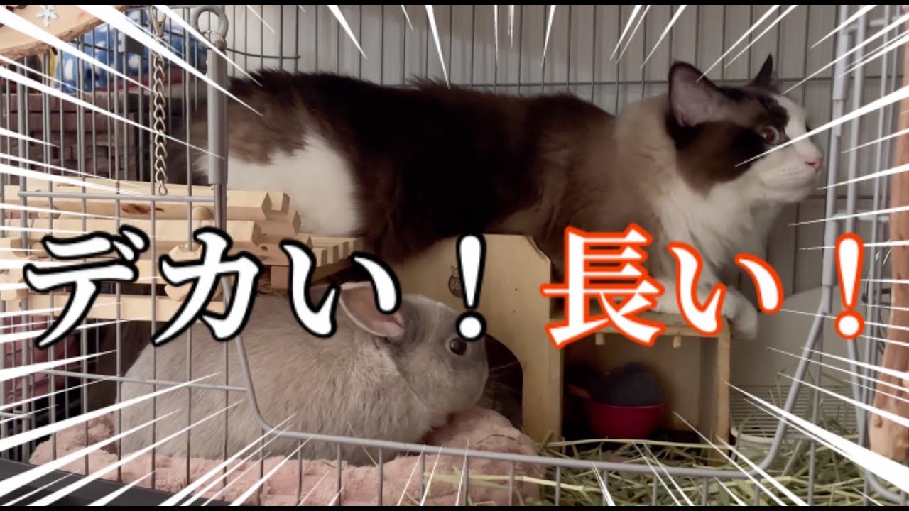 【デカい・長い・デブい】ウサギとケージで過ごすラグドールが2年間で進化してた😈