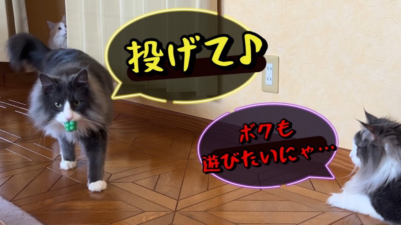 【個性】みんなそれぞれ違った遊び方でおもしろいwwwノルウェージャンフォレストキャットとターキッシュアンゴラ