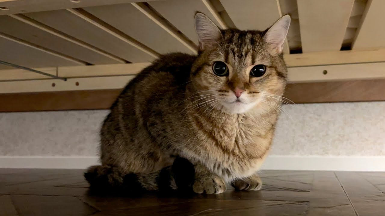 しまちゃんの様子がおかしいので急遽病院に連れていきました。