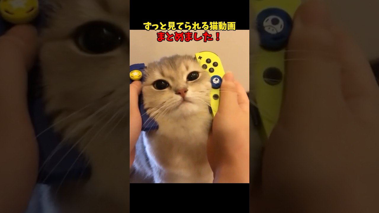 猫ってずっと見てられるよね #cat #cats #ねこ #猫