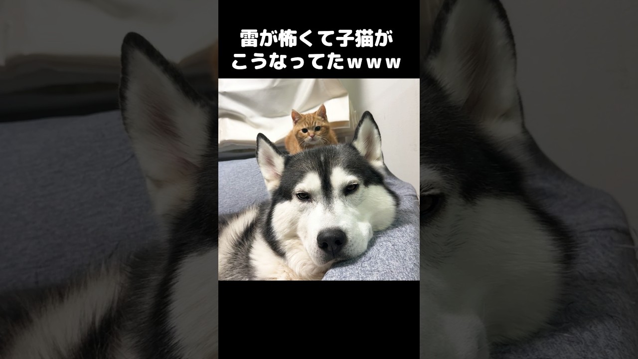 初めての雷が怖くて避難先が犬の頭の上だった子猫がこちら...笑 #cat