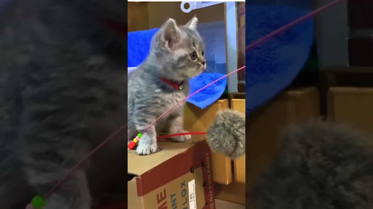 👆🏻Katze macht glücklich👆🏻#katze #cat #gatto #chat #قطة #kot #katt #kat #kočka