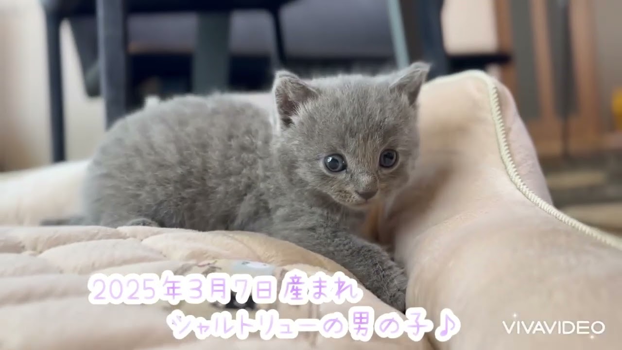 シャルトリュー ❤️クリクリおめめの可愛い男の子❤️
