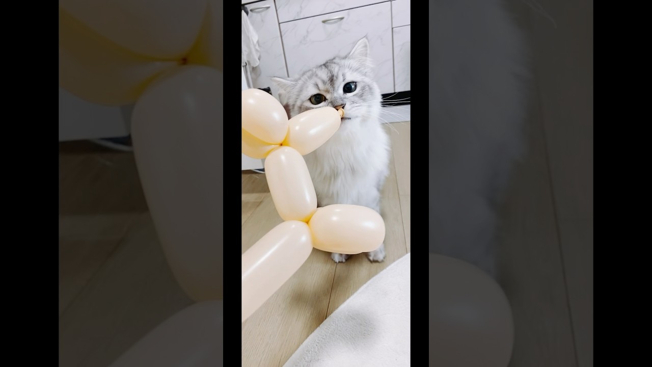 初めての風船#Siberian #サイベリアン #猫 #子猫のいる生活 #子猫 #猫好きさんと繋がりたい #猫のいる暮らし #kitty #cat #작은 #고양이 #shorts