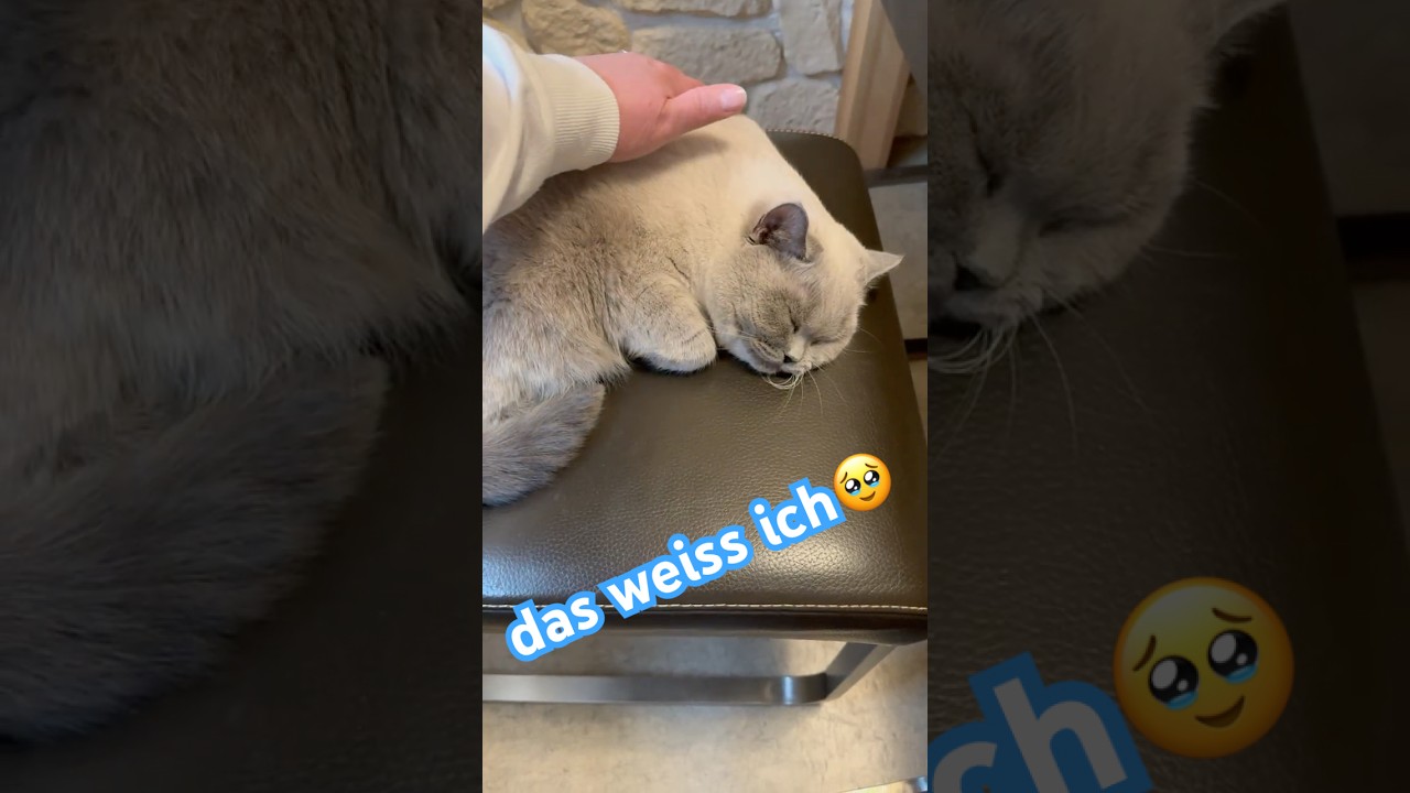 Ein Versprechen 🥹❤️🐾 #love #cute #cat #catlover #catshorts