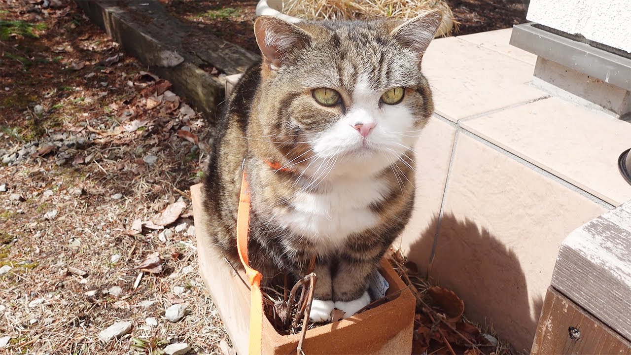 早春のお散歩で小さな収穫を楽しむねこ。-Maru enjoys the small harvest of early spring.-