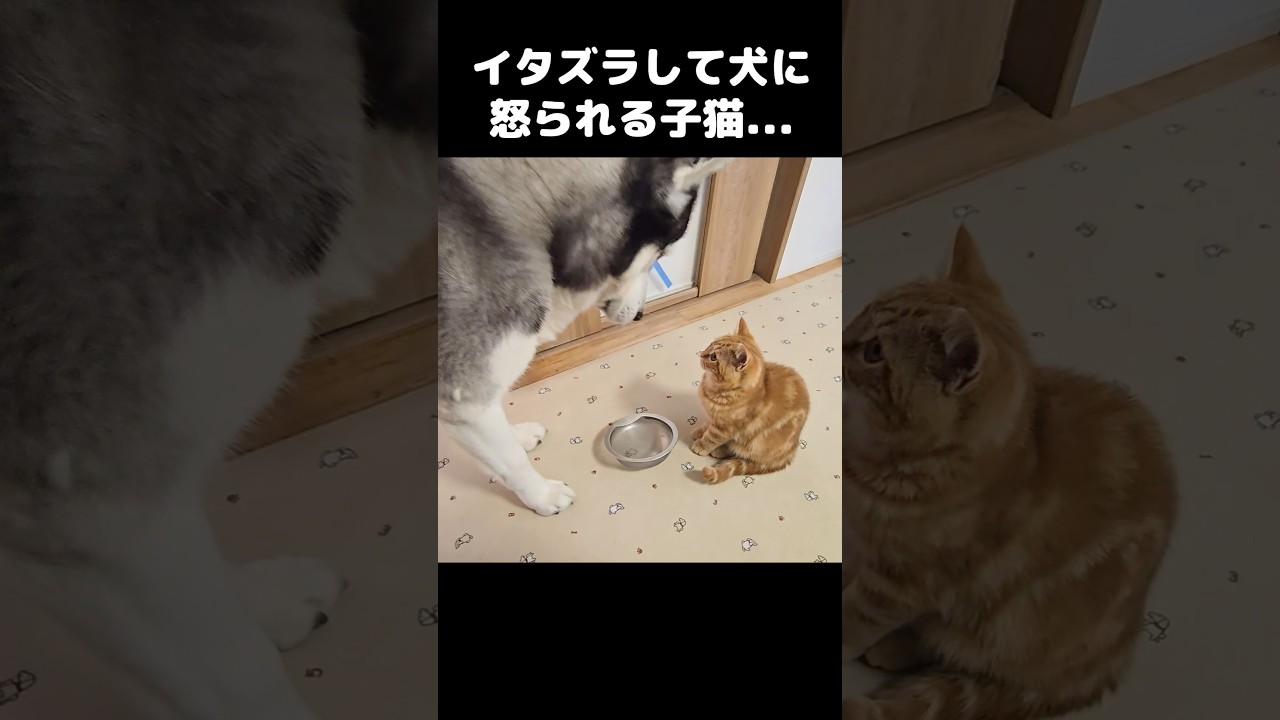 イタズラして大型犬に怒られる子猫がこちら...