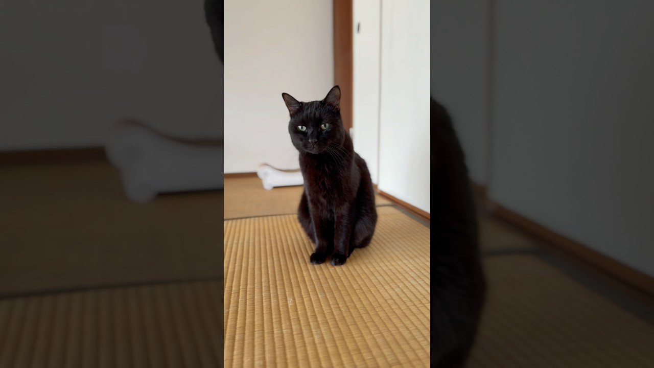 揃えてますにゃ😺 #shorts