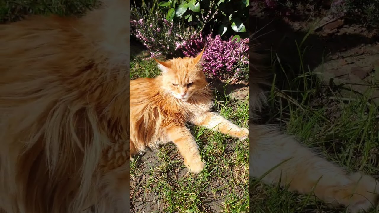 💕Мейн кун Аліса 💕