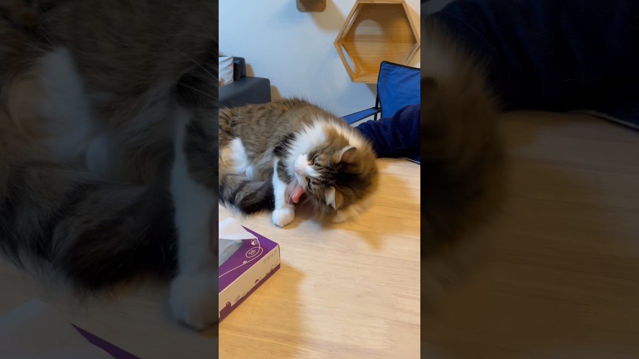手が大好きな猫 #anime #cat #ノルウェージャンフォレストキャット #norwegianforestcat