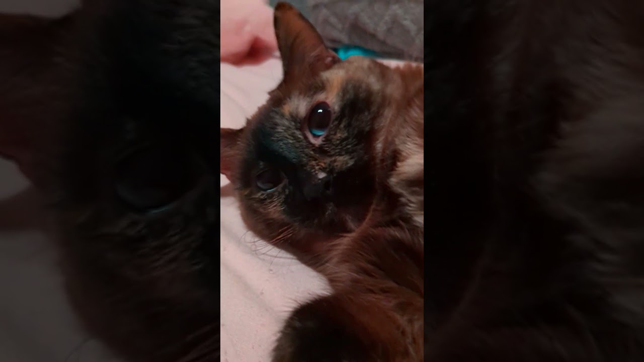 Tortitude Tuesday with Blumie! #cat #sweet #catlover #siamese #tortoiseshellcat #gato #katze #gatto