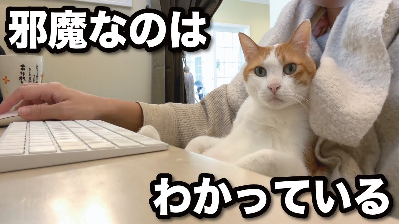 【甘えんぼ猫】走って追いかけてくるストーカー猫…!!!!離れてくれないので仕方なくこうなりました