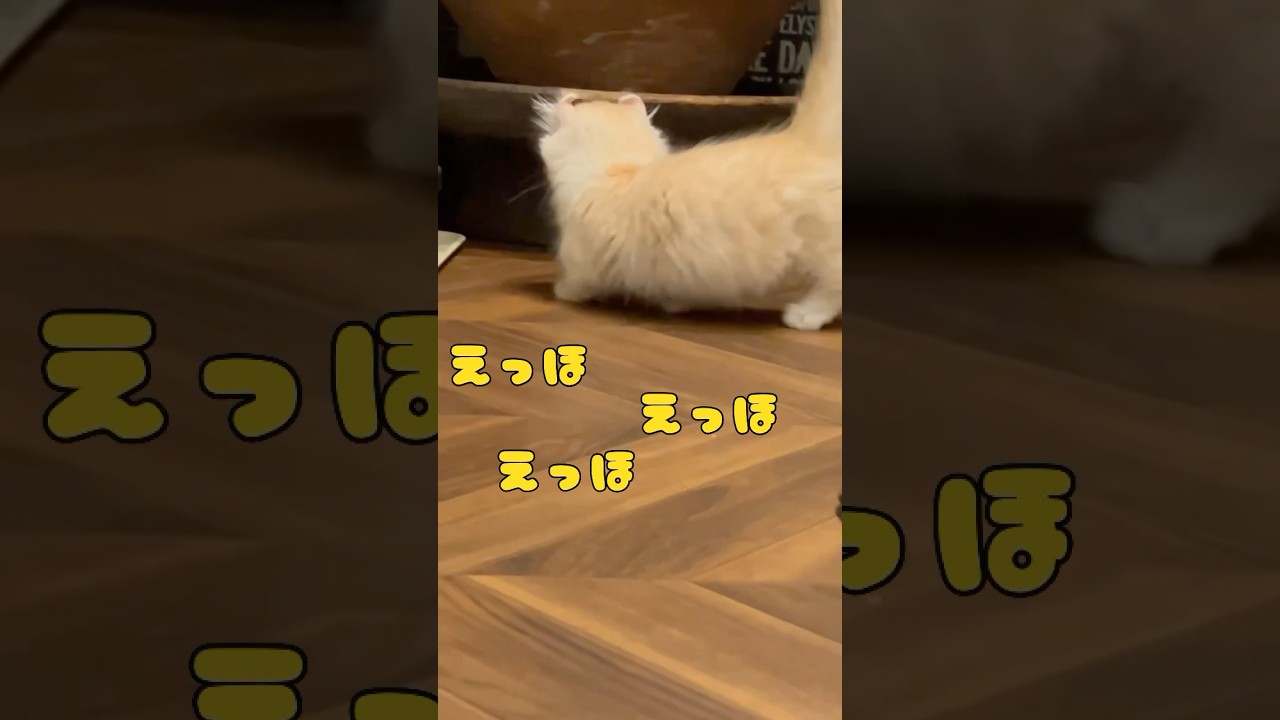 えっほの歌～仔猫お散歩ver #猫 #キンカロー #マンチカン  #短足部 #cat