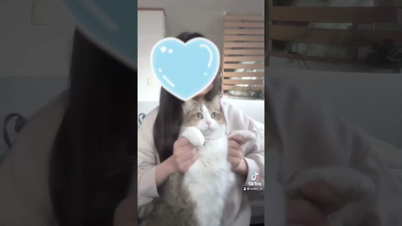 バン‼️💣 急に現れる猫さん#catoftiktok #cat #アメリカンカール #猫のいる暮らし #猫 #peekaboo#はやりのやつ