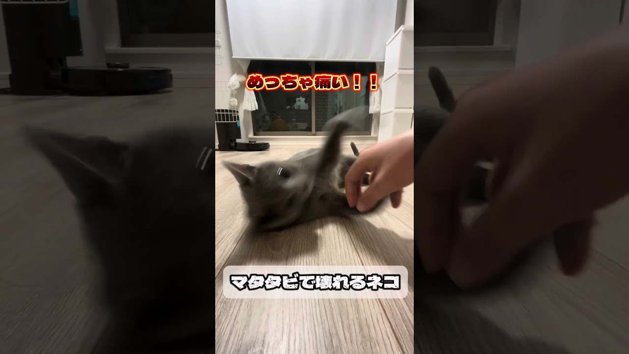 マタタビで懐れるネコ　#cat #ロシアンブルー　#猫 #猫のいる暮らし