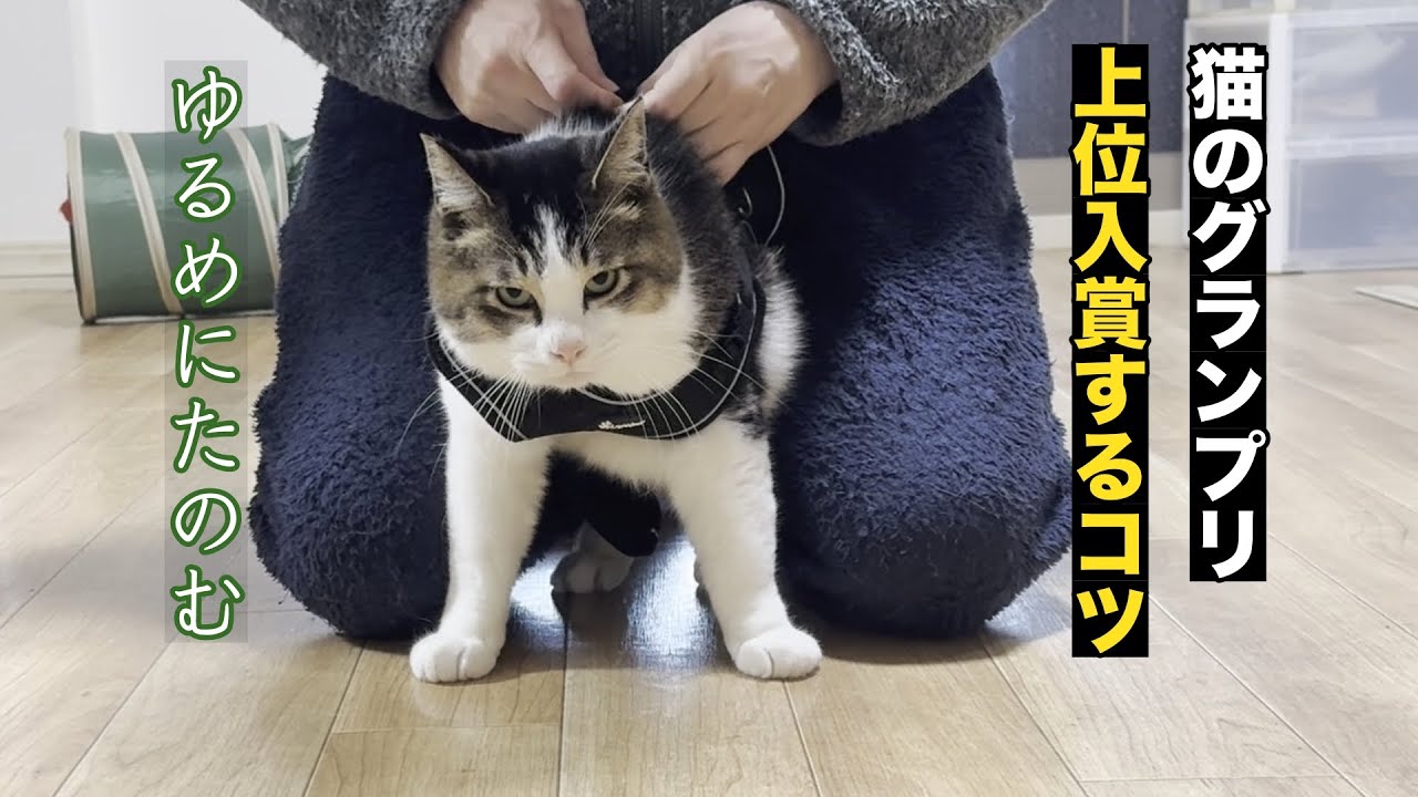元野良猫が推し猫グランプリにノミネート