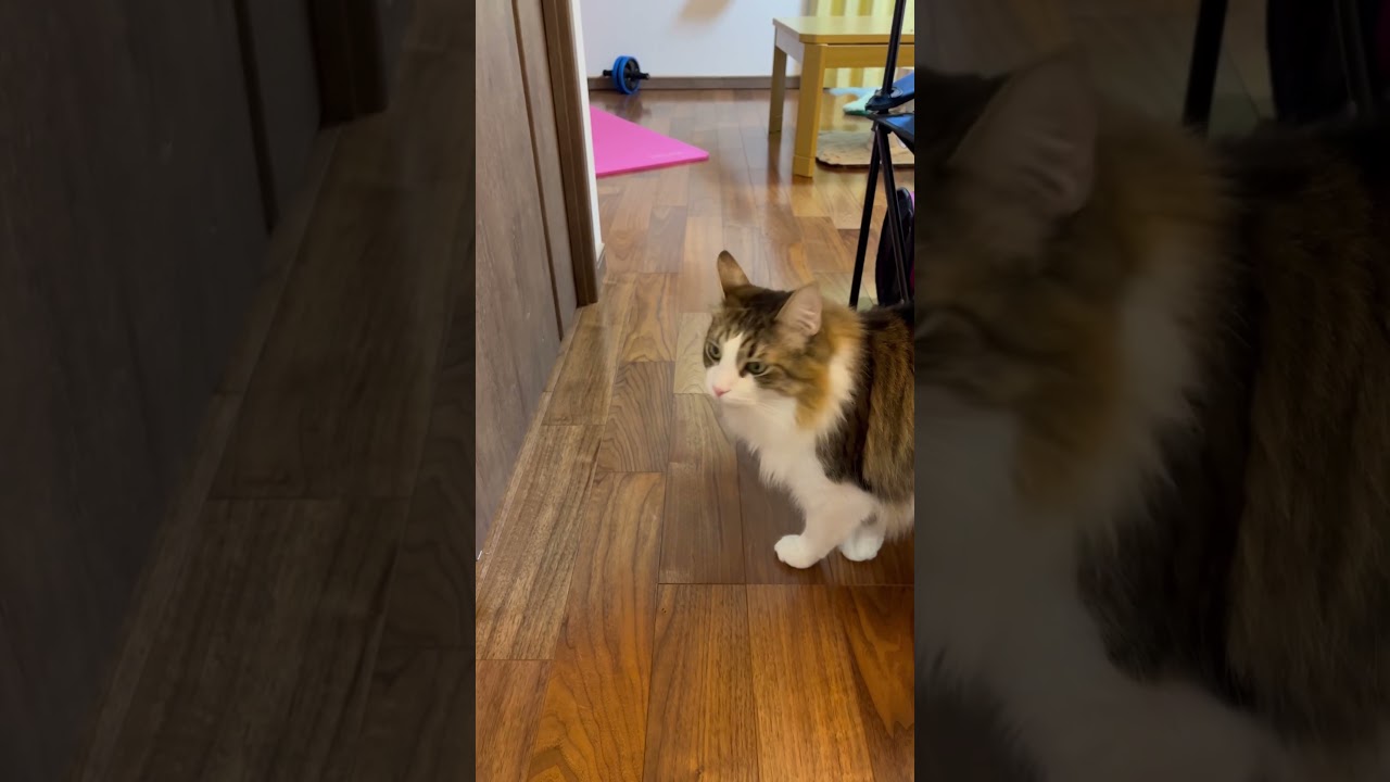 ツンデレな猫 #cat #norwegianforestcat #ノルウェージャンフォレストキャット