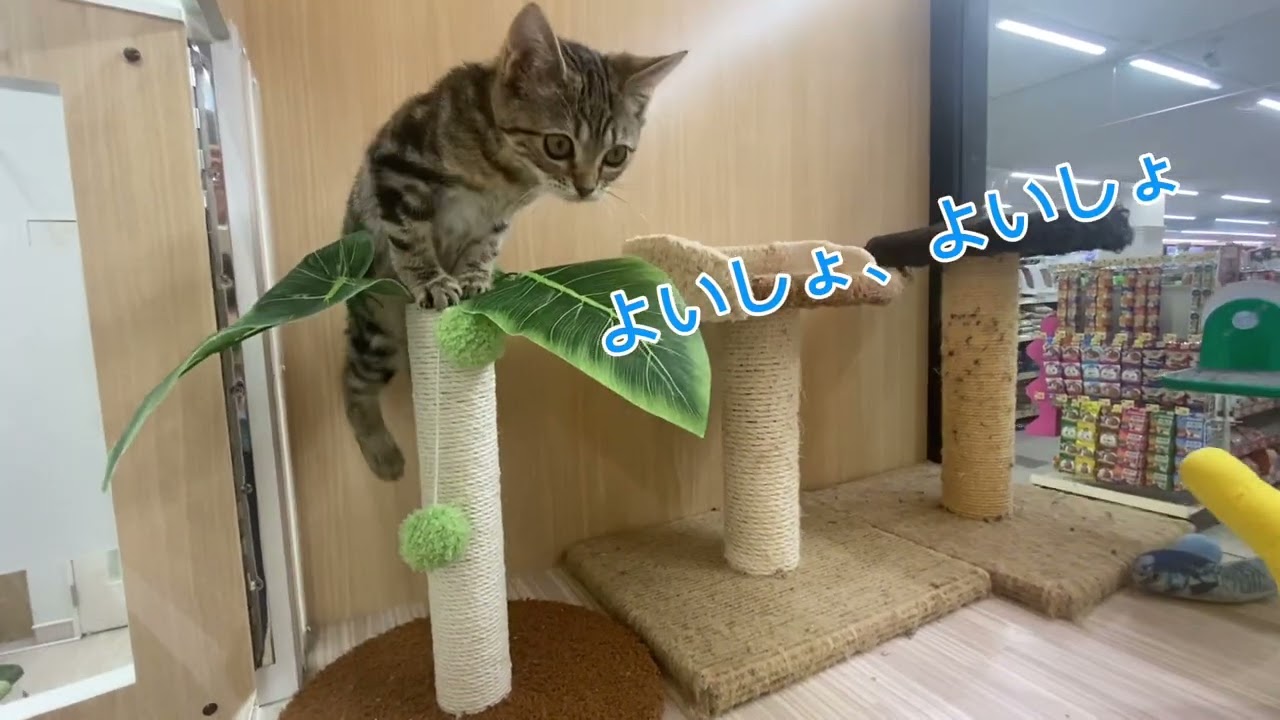 【アメリカンショートヘアー】お部屋にて