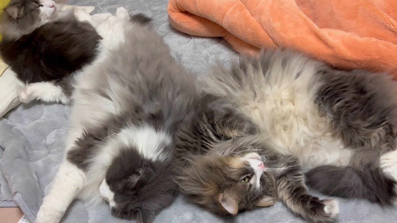 【ゴロン♪】1日の大半はゴロゴロしてる、ノルウェージャンフォレストキャットとターキッシュアンゴラ♡