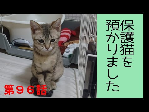 シンガプーラ猫と保護猫の１週間の記録
