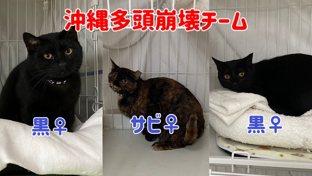 【沖縄っ子第1便隊】多頭崩壊キャッツアイ！をご紹介します