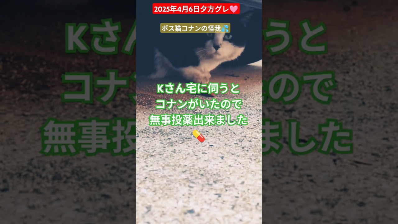 【2025年4月6日夕方グレ🩷】ボス猫コナンの怪我🙏#外猫の暮らし