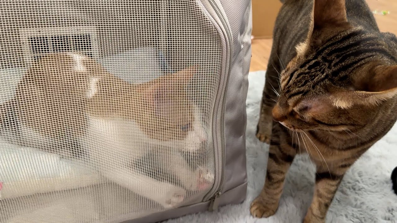 初めてドライルームに押し込められてしまった子猫