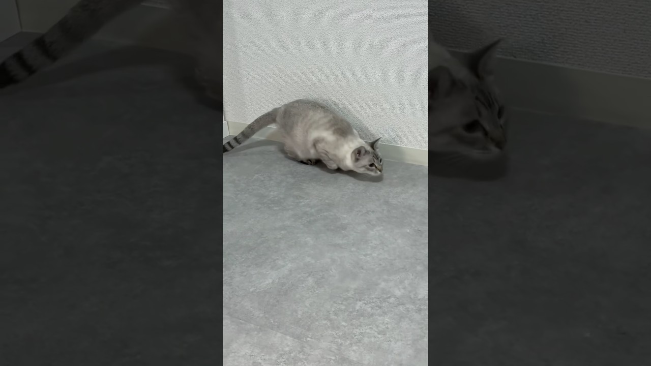 カーテンロケットやってるぅ！　#ダッシュ猫 #シャムトラ #元保護猫 #シャムミックス  #cat #猫耳 #kitten  #猫耳 #siamesemix