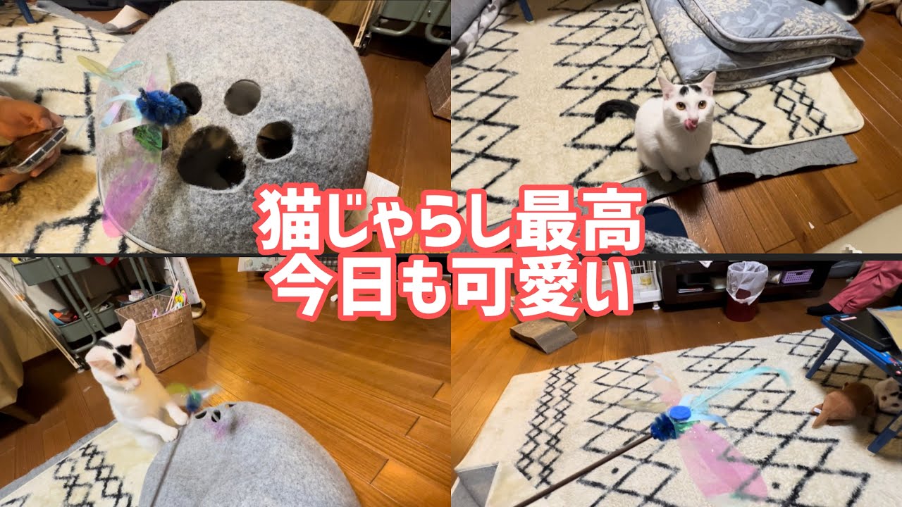 猫じゃらしで遊んでたら、空飛ぶ猫が撮れた。猫ハウスで遊んでるミルねーさんには注意。#保護猫 #ねこ #猫のいる暮らし #ミルねーさん