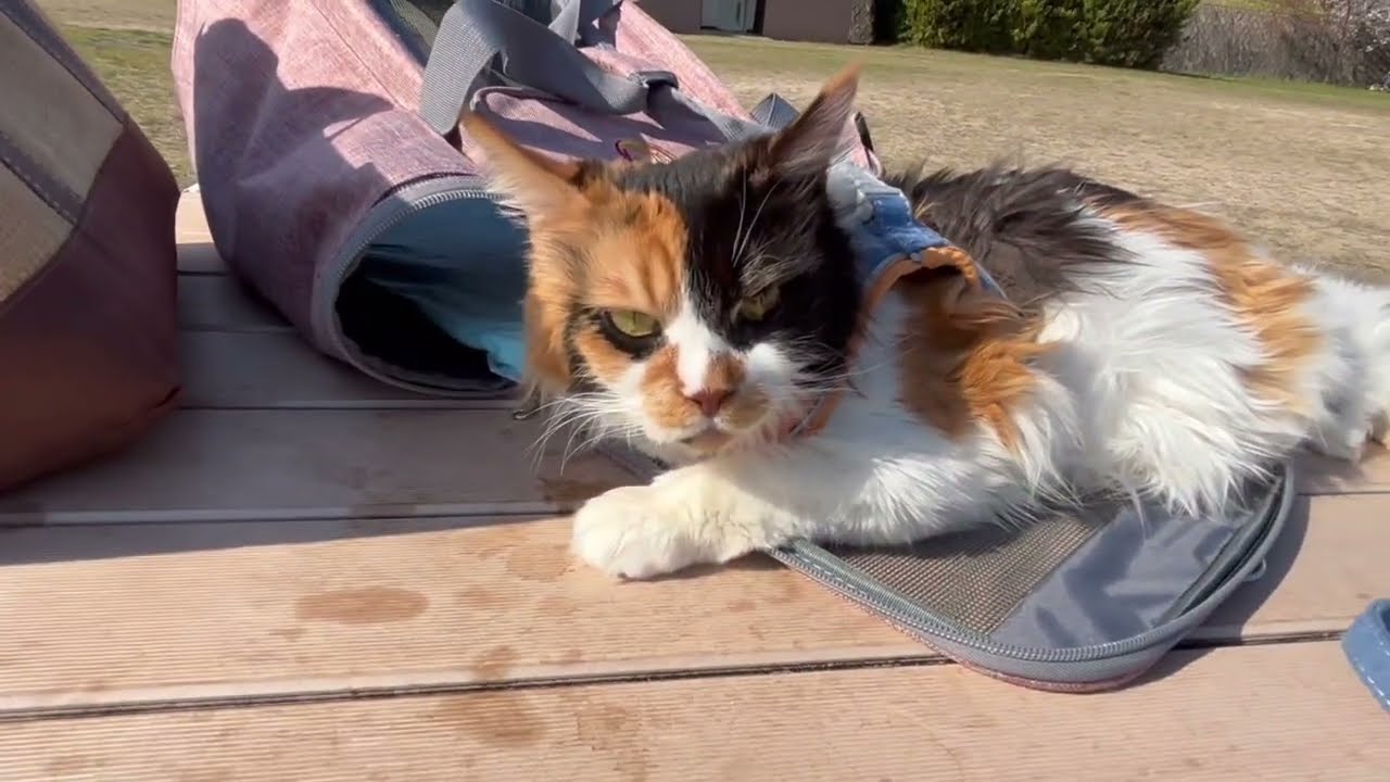 2年ぶりにパンクとお花見散歩へ🌸ウキウキな飼い主とは真逆！テンションの上がらないパンク