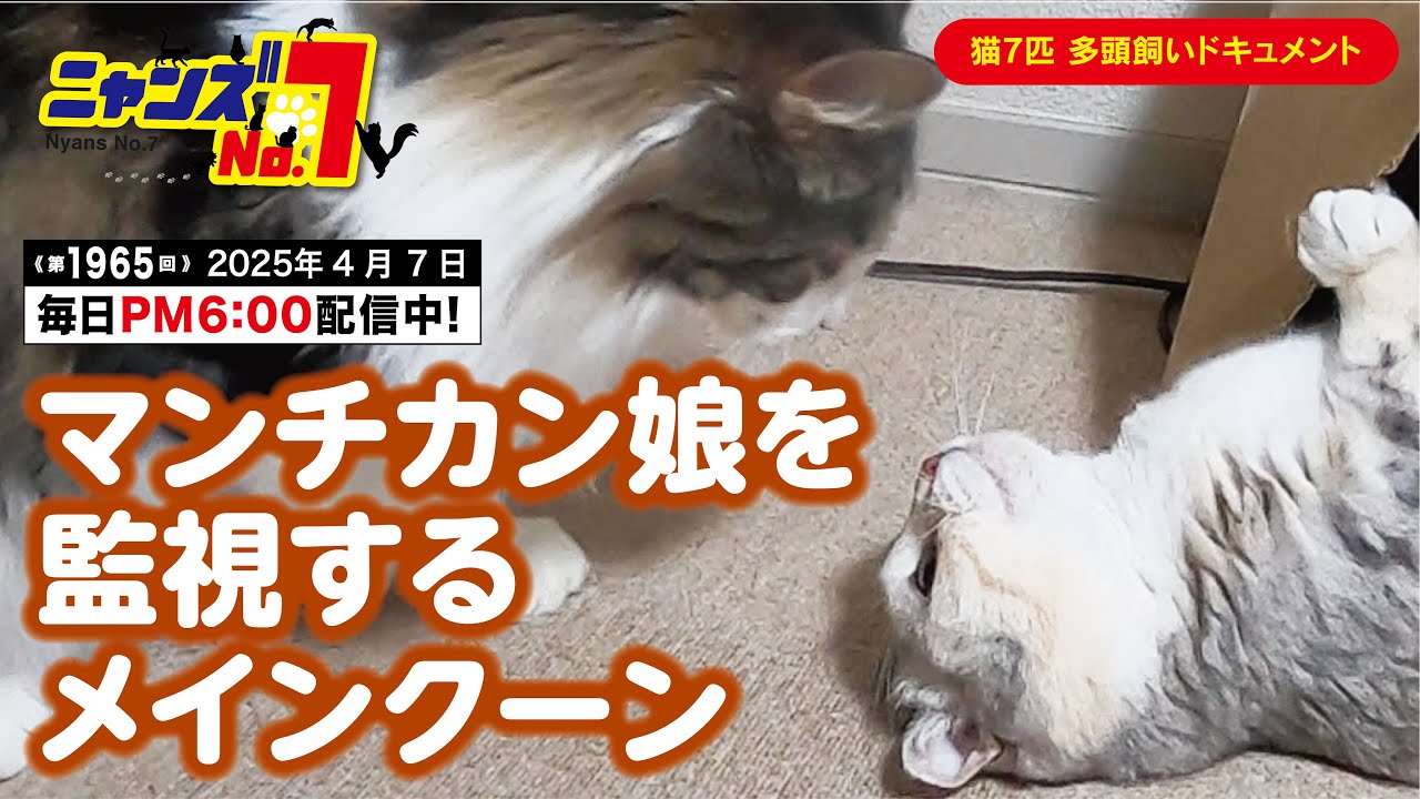 《第1965回》マンチカン娘を監視するメインクーン