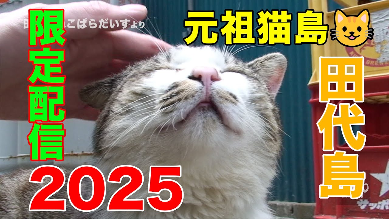 2025 期間限定配信・田代島の猫たち