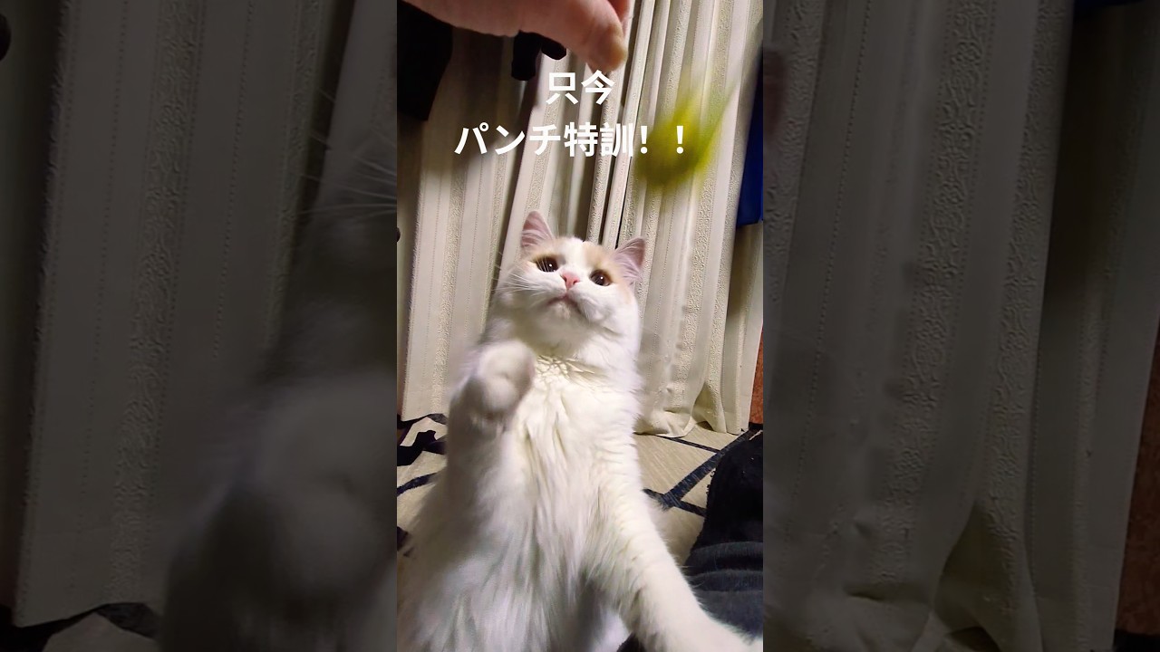 【スコティッシュフォールド】特訓中#猫 #スコティッシュフォールド #猫のいる暮らし #shorts