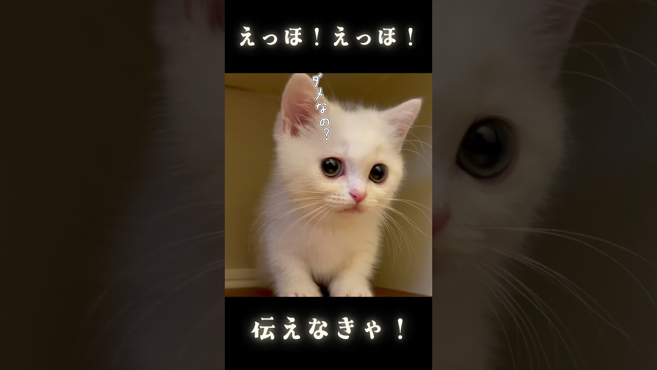 しっぽピンピンえっほエッホ伝えなきゃ！#shorts#エッホエッホの歌#子猫#cat＃押し猫グランプリ