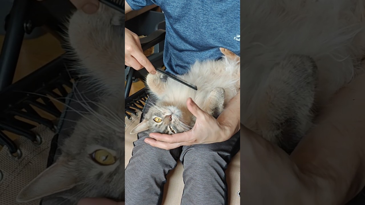 【猫動画】人間を信頼して全身を預けるソマリ　#cat  #cats #shorts #猫 #ねこ