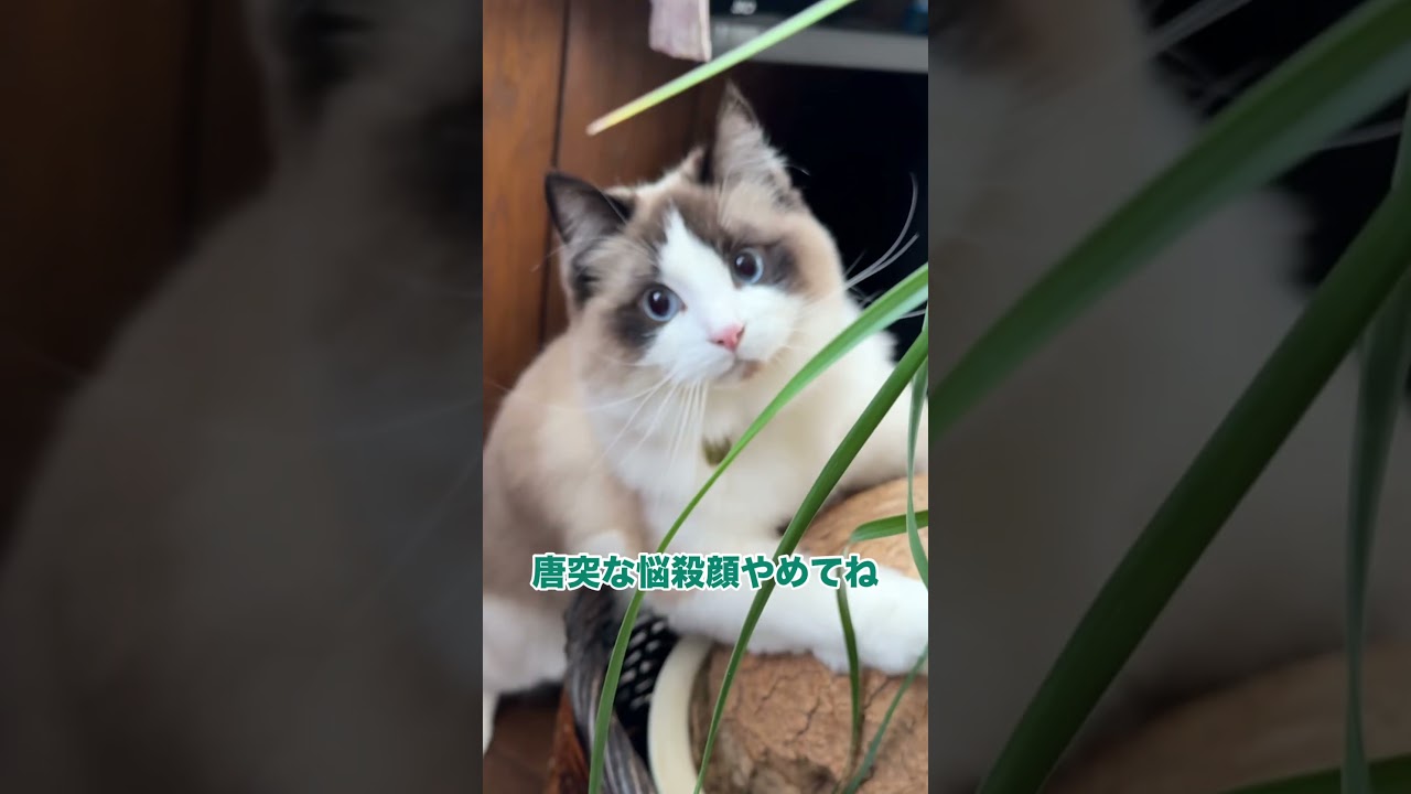 ハク様の逃亡劇　#猫 #cat #ラグドール