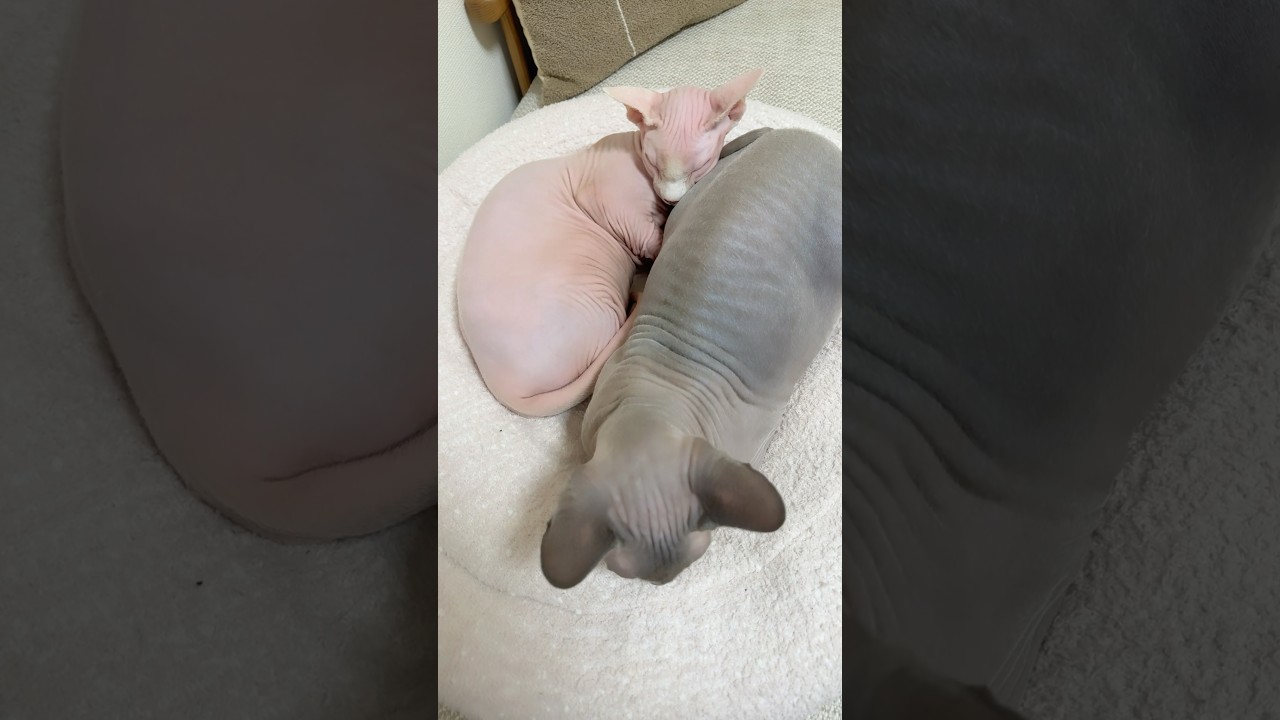 喧嘩しても仲良しな毛のない猫たち【スフィンクス】