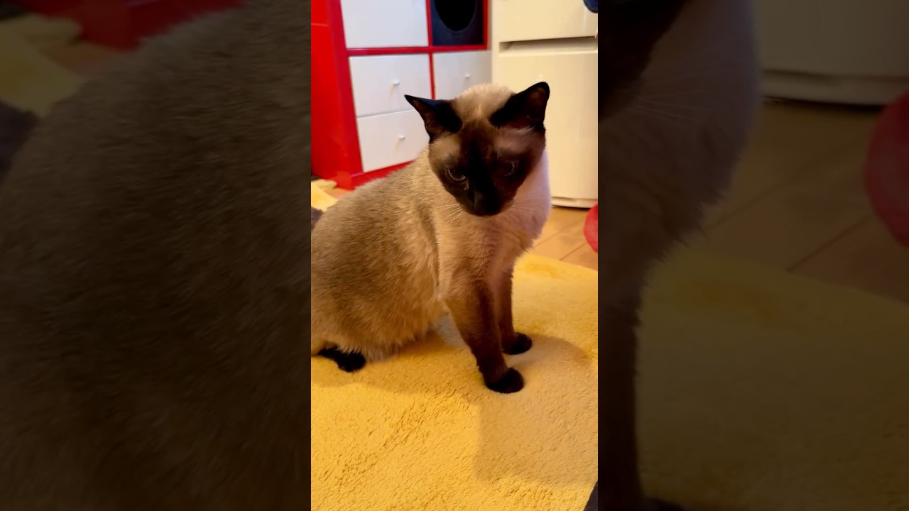 尻尾をブンブンぐるぐる振り回すたぬき猫なのにゃ♪ #cat #トンキニーズ#たぬき猫#tonkinese