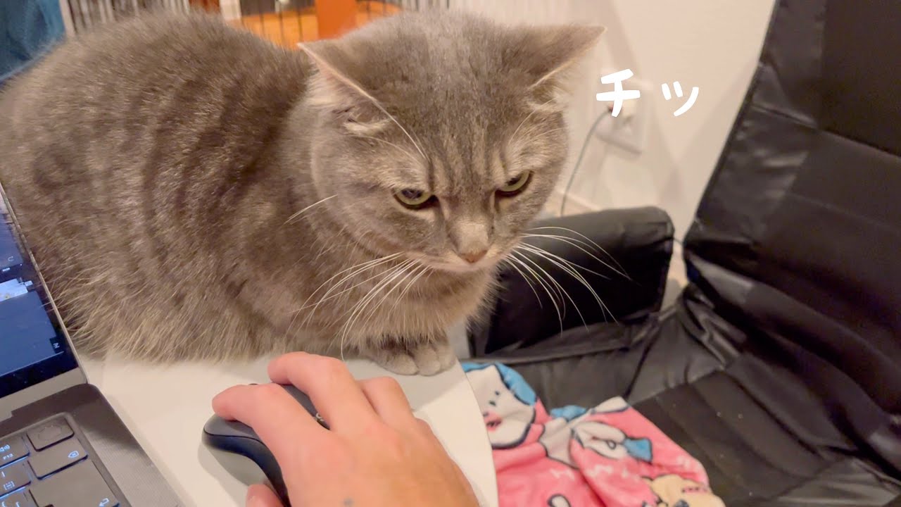 愛猫にキレられて何度も噛まれました
