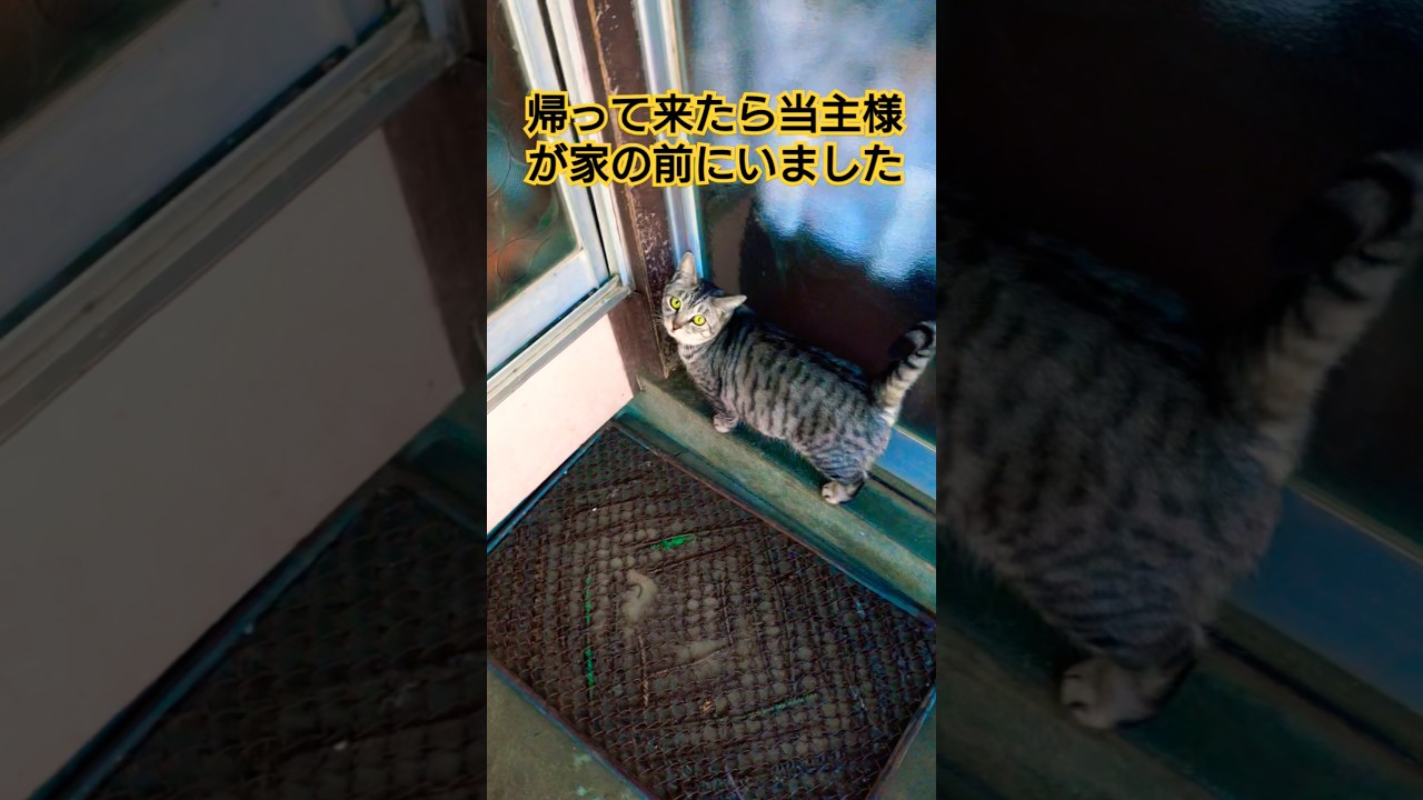 今日のショート　自宅に帰って来たら…当主様が主（甥っ子）に会いたくて開門を訴えていた動画#保護猫 #スフィンクス#猫のいる暮らし