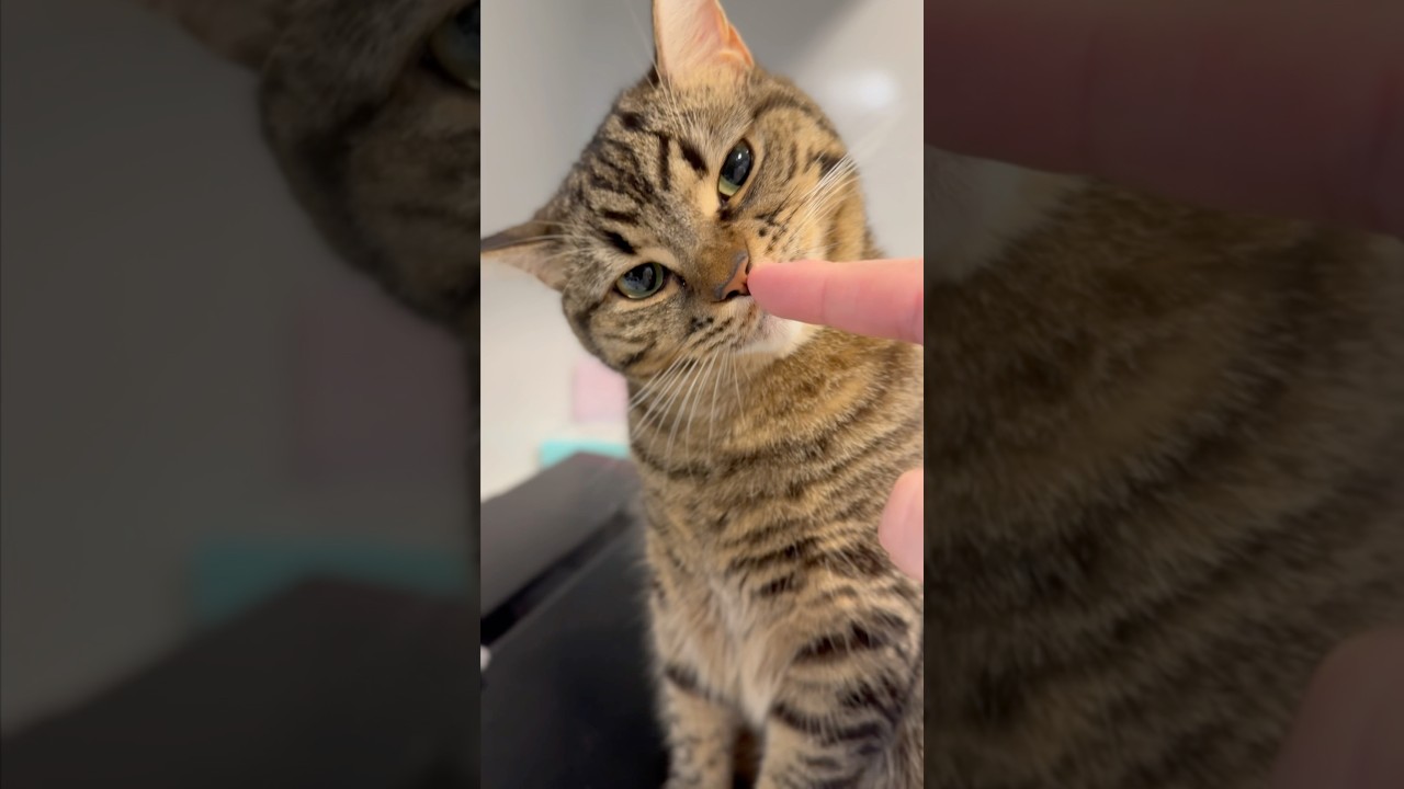 頑張るぷりぷり猫を応援するパパ!! #shorts #猫 #cat