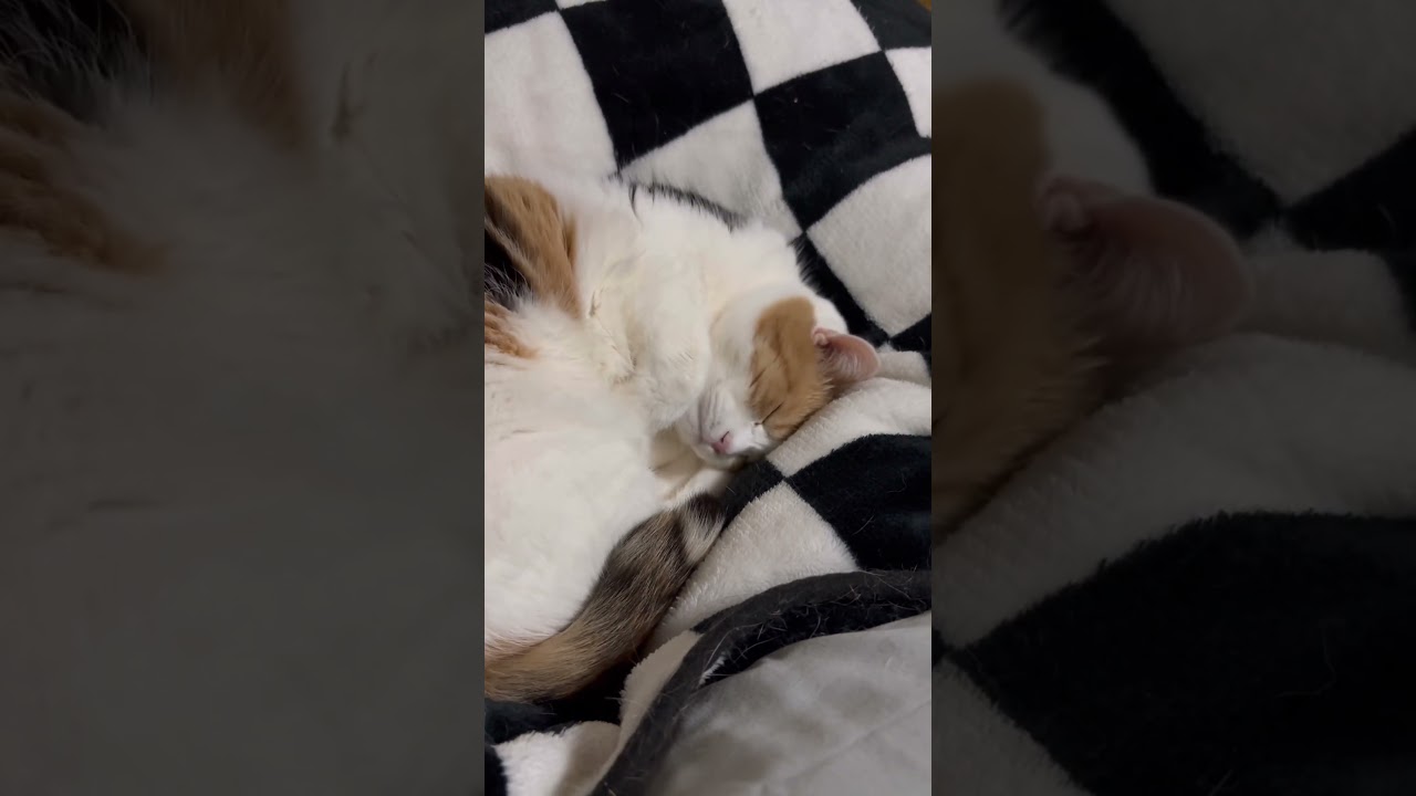 【三毛猫】寝方がかわいいミケ