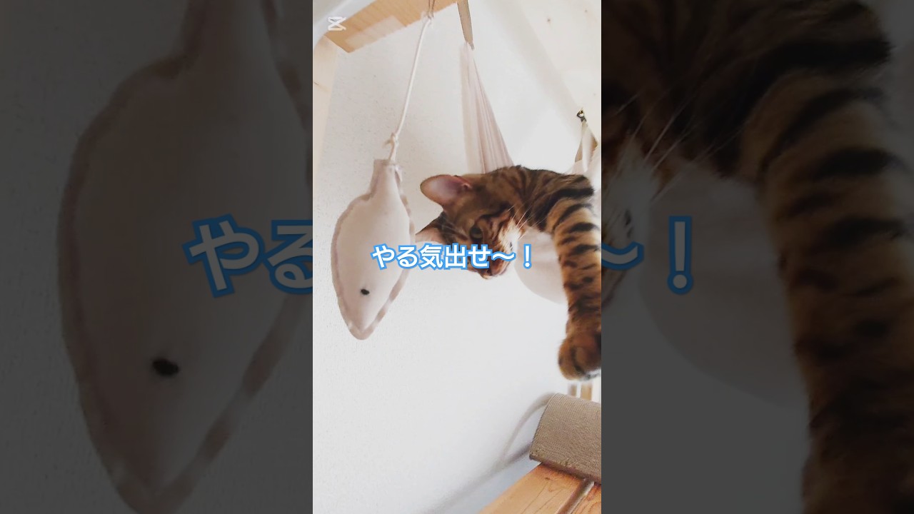 やる気出せ〜！ #猫 #猫動画 #猫のいる暮らし #ベンガル #cat #fyp #shorts #short