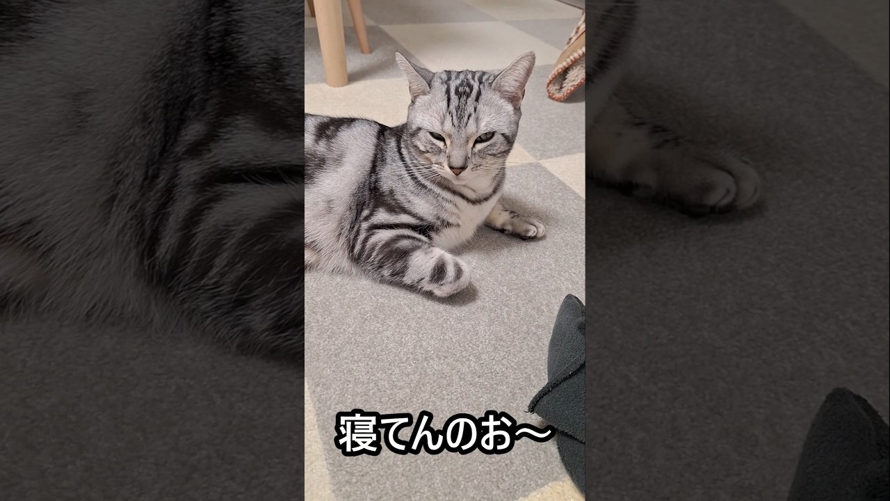 ｢#アメショ の男の子 キリアンの日常 寝てるときにな寝てんの～って言うてくるやん｣#shorts  #アメリカンショートヘアー#ねこ #cat  #猫#猫のいる暮らし