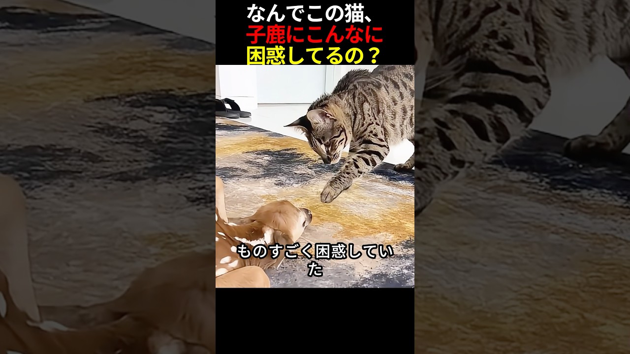 なんでこの猫、子鹿にこんなに困惑してるの？