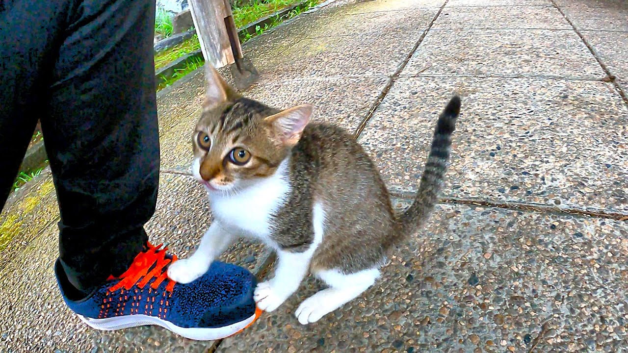 帰ろうとしたら捨て子猫が足にしがみついて離れなくなった👟